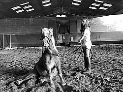 Cours dressage en main