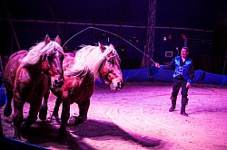 Spectacle équestre