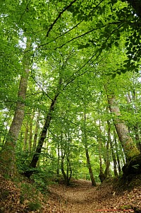Balade en forêt.