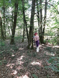 Une approche naturaliste et symbolique de la forêt